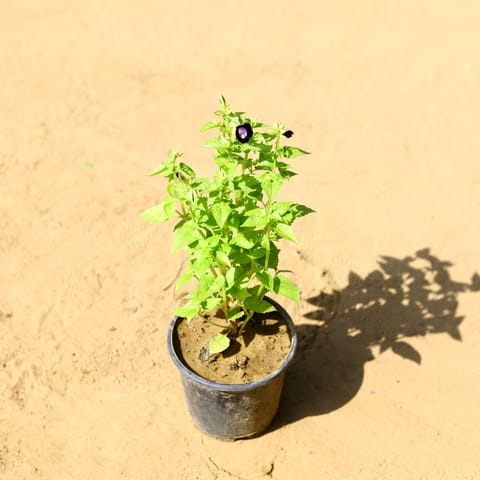 Wishbone / Torenia (any colour) in 4 Inch Nursery Pot