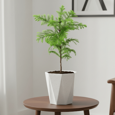 Araucaria in 6 Inch Marble White Diamanti Plastic Pot