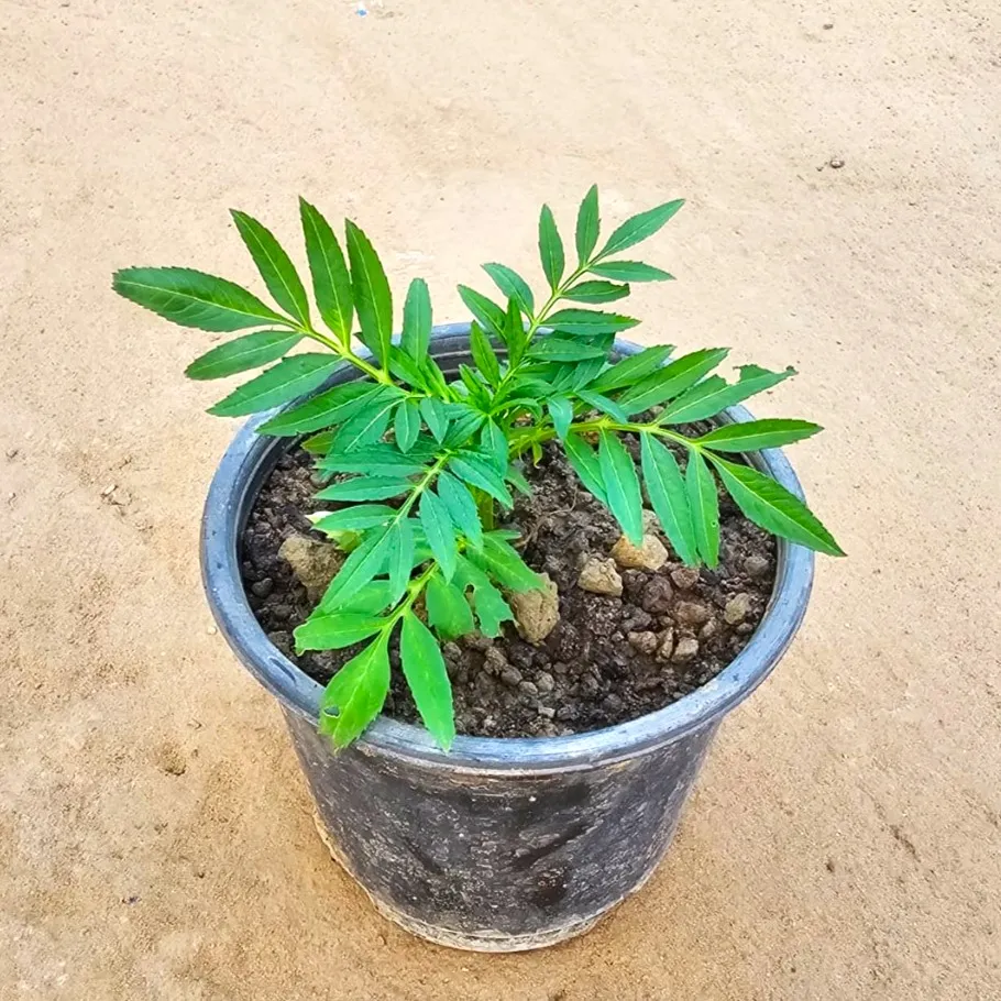 Marigold (any colour) in 6 Inch Nursery Pot
