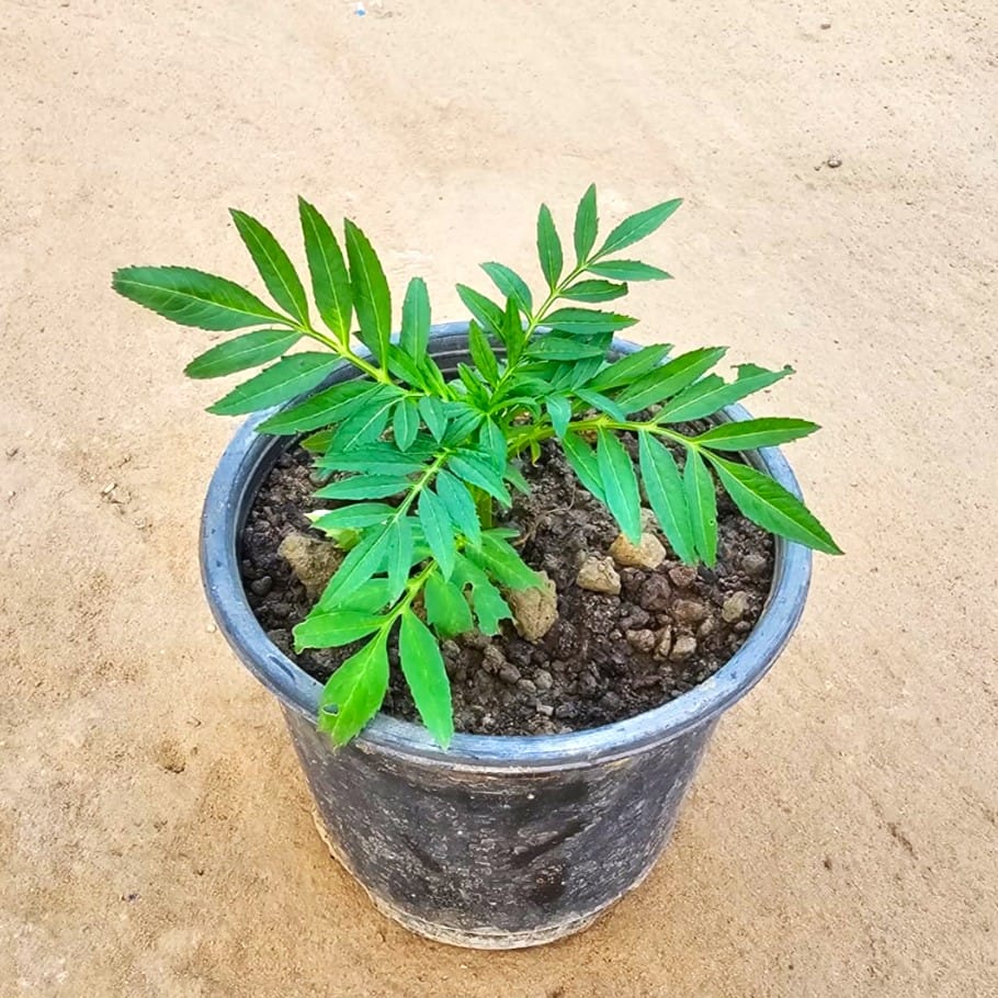 Marigold (any colour) in 6 Inch Nursery Pot