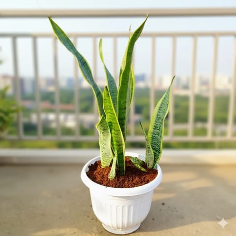 Snake Long in 10 Inch White Olive Plastic Pot