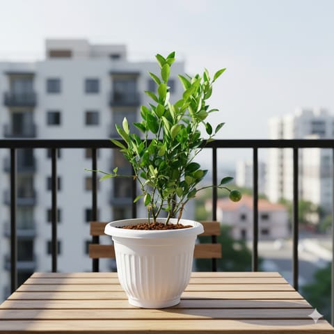 Nimbu / Lemon Plant in 10 Inch Live Plant White Olive Plastic Pot