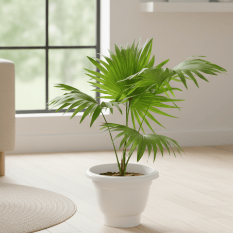 China / Fan Palm in 8 Inch White Olive Plastic Pot