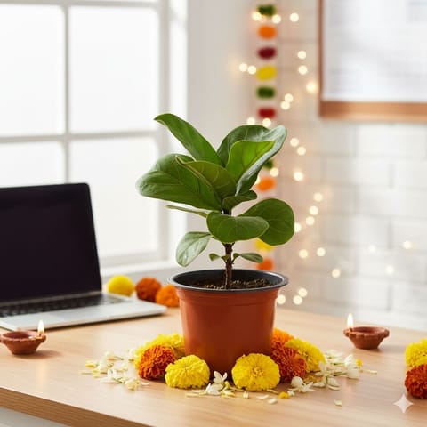 Fiddle Leaf Fig / Ficus Lyrata in 4 Inch red Nursery Pot