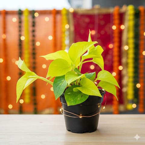 Golden Money Plant in 4 Inch Nursery Pot