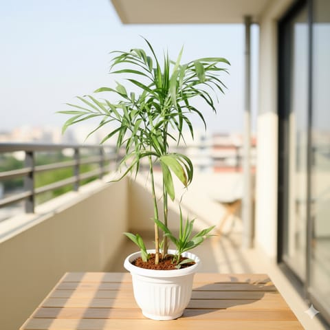 Cane / Bamboo Palm in 10 Inch White Olive Plastic Pot