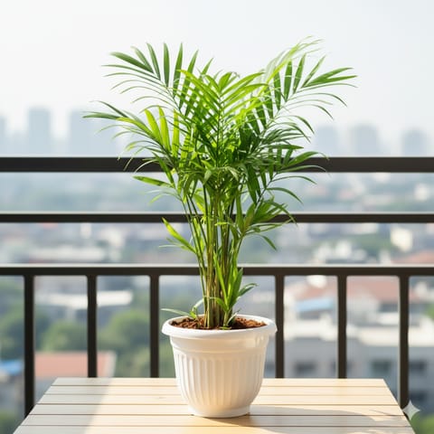 Bamboo Palm (~ 2 Ft) in 10 Inch White Olive Plastic Pot