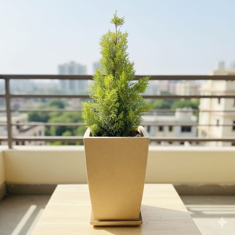 Golden Cypress in 12 X 10 Inch Sandstone Premium Blaze Fiberglass Planter with tray- Durable large size decorative fiber pot for indoor outdoor plants with 5 year warranty