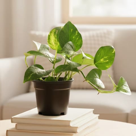 Money Plant Green in 4 Inch Nursery Pot