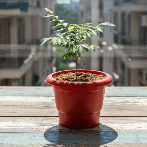 Curry Patta in 6 Inch Classy Red Plastic Pot