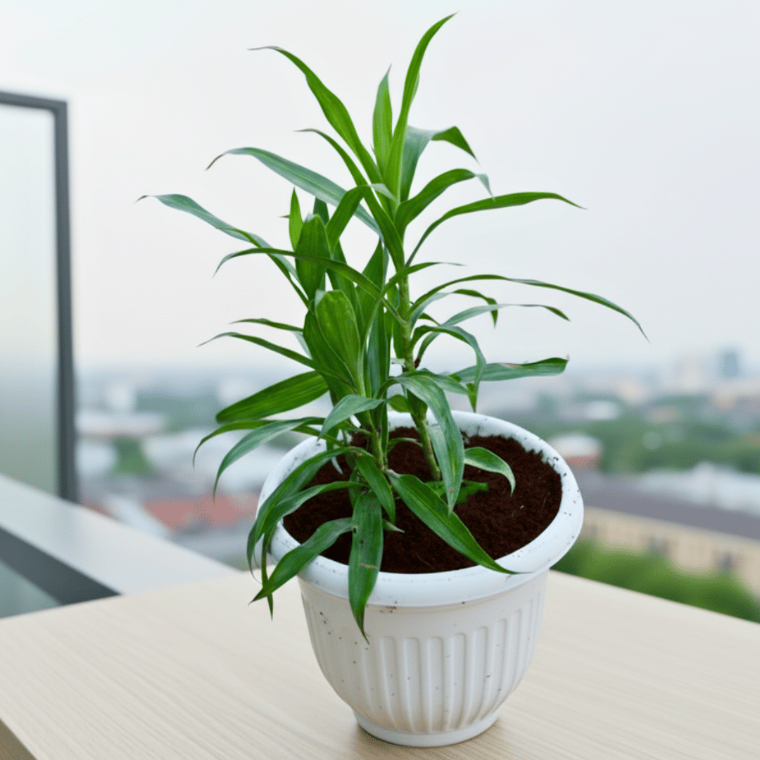 Dracaena Messenger in 8 Inch White Olive Plastic Pot