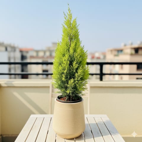 Golden Cypress in 12 X 12 Inch Grey Premium Sierra Fiberglass Planter- Durable large size decorative fiber pot for indoor outdoor plants with 5 year warranty