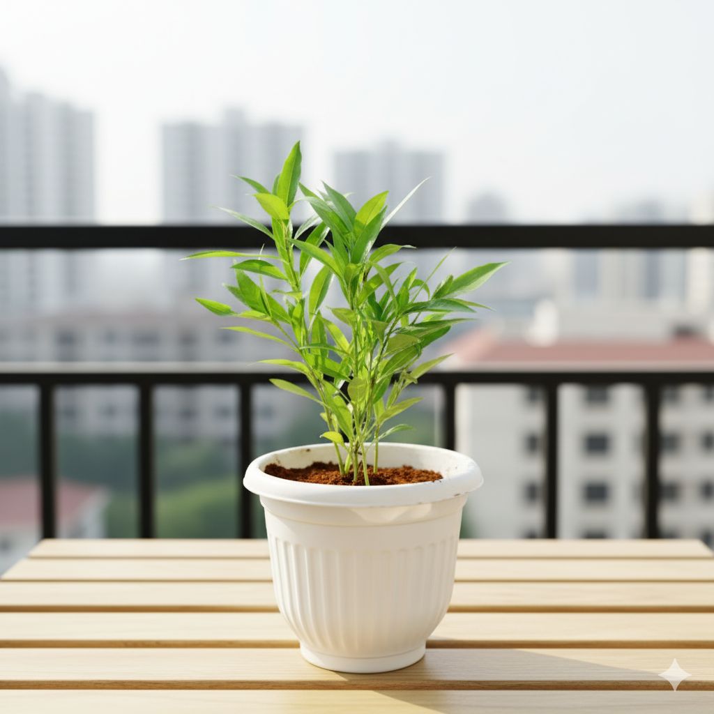 Sukh Shanti in 8 Inch White Olive Plastic Pot