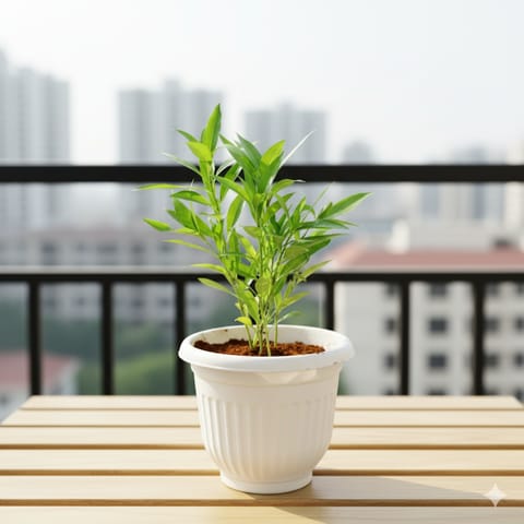 Sukh Shanti in 8 Inch White Olive Plastic Pot