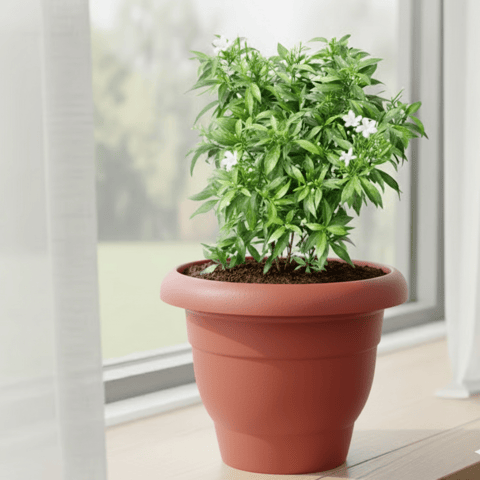 Chandni White in 10 Inch Classy Red Plastic Pot