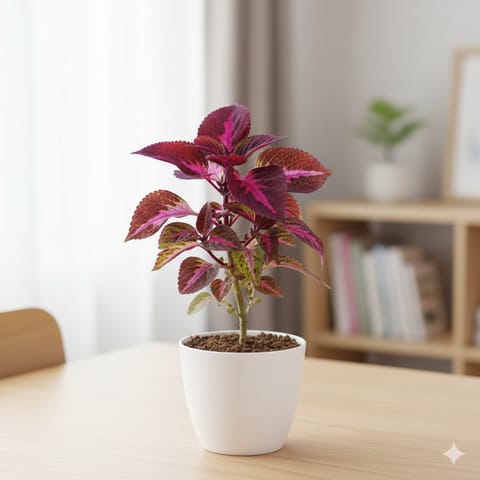 Coleus Red (any design) in 4 Inch White Premium Orchid Round Plastic Pot