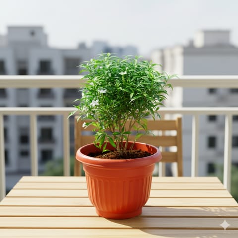 Chandni Dwarf White in 10 Inch Terracotta Red Olive Plastic Pot
