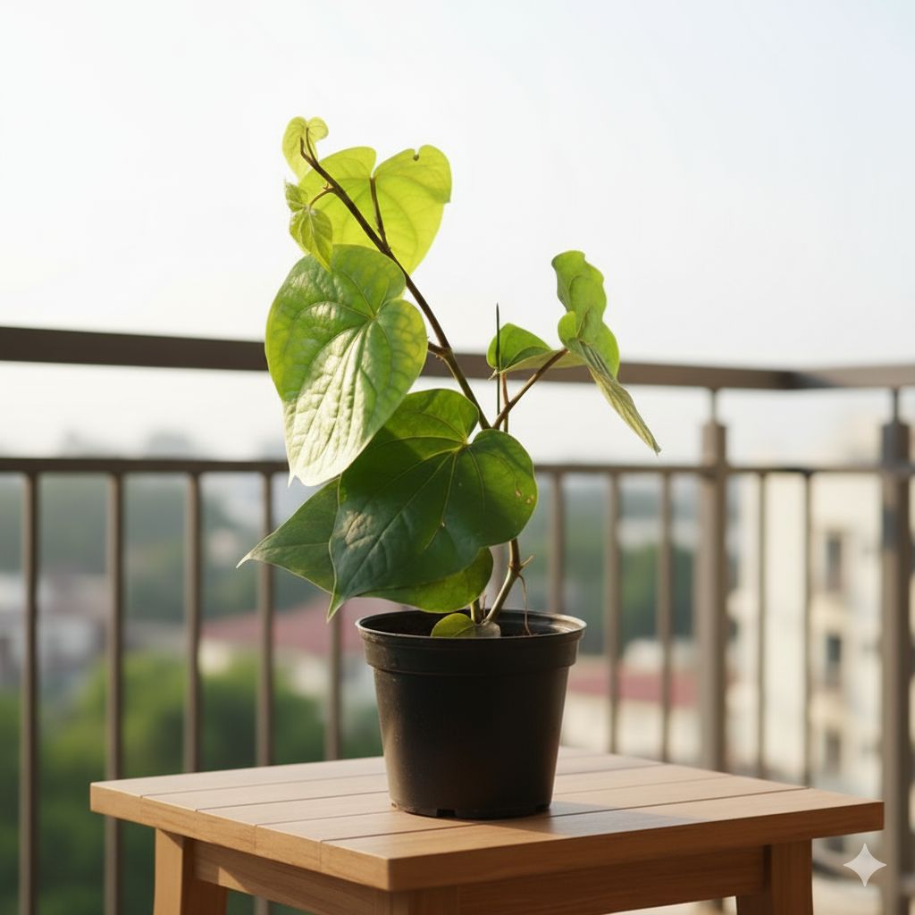 Paan / Betel Leaf in 6 Inch Nursery Pot