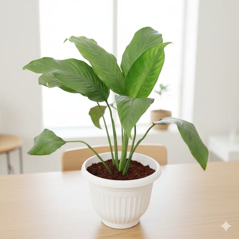 Peace Lily in 10 Inch White Olive Plastic Pot