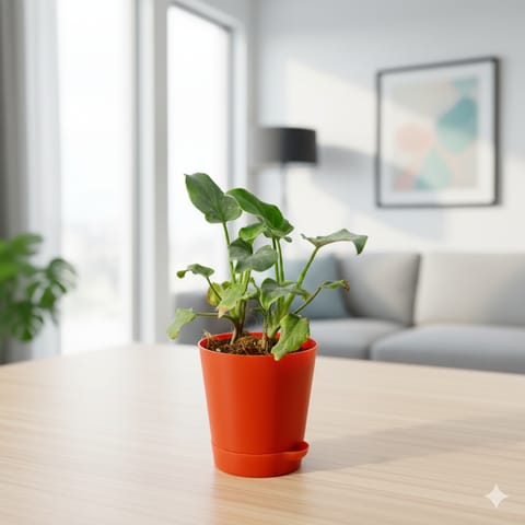 Xanandu Green in 4 Inch Red Florence Self Watering Pot