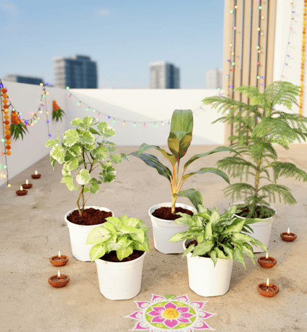 The Nature's Embrace Collection - Set of 5 - Aralia Dinner Plate, Dracaena Rosea, Araucaria / Christmas Tree, Syngonium Golden & Yami Green in 6 Inch White Nursery Pot