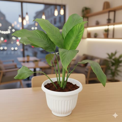 Peace Lily in 10 Inch White Olive Plastic Pot