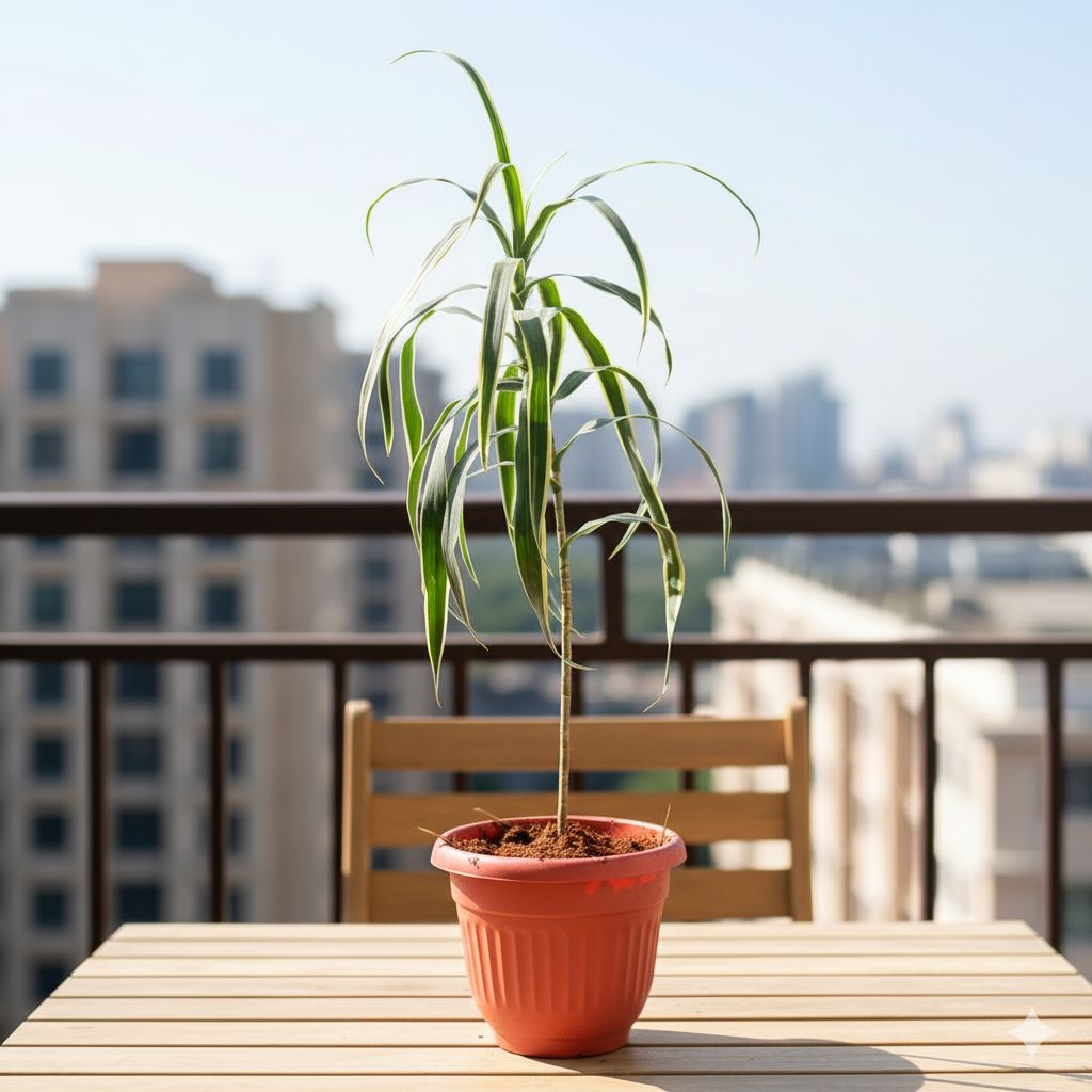Air Purifying - Dracaena Jamaica in 8 Inch Terracotta Red Olive Plastic Pot