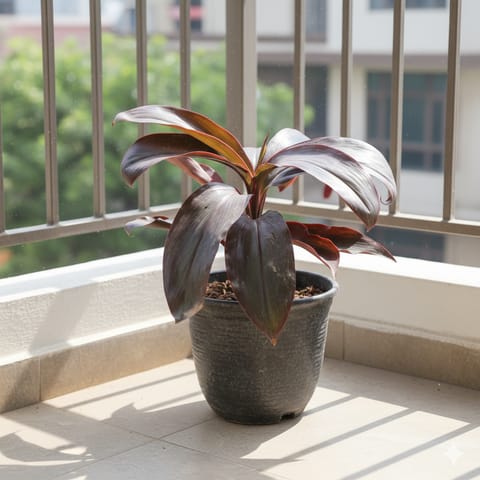 Dracaena Red in 6 Inch Nursery Pot