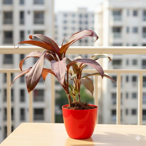 Dracaena Rosea in 4 Inch Red Premium Orchid Round Plastic Pot