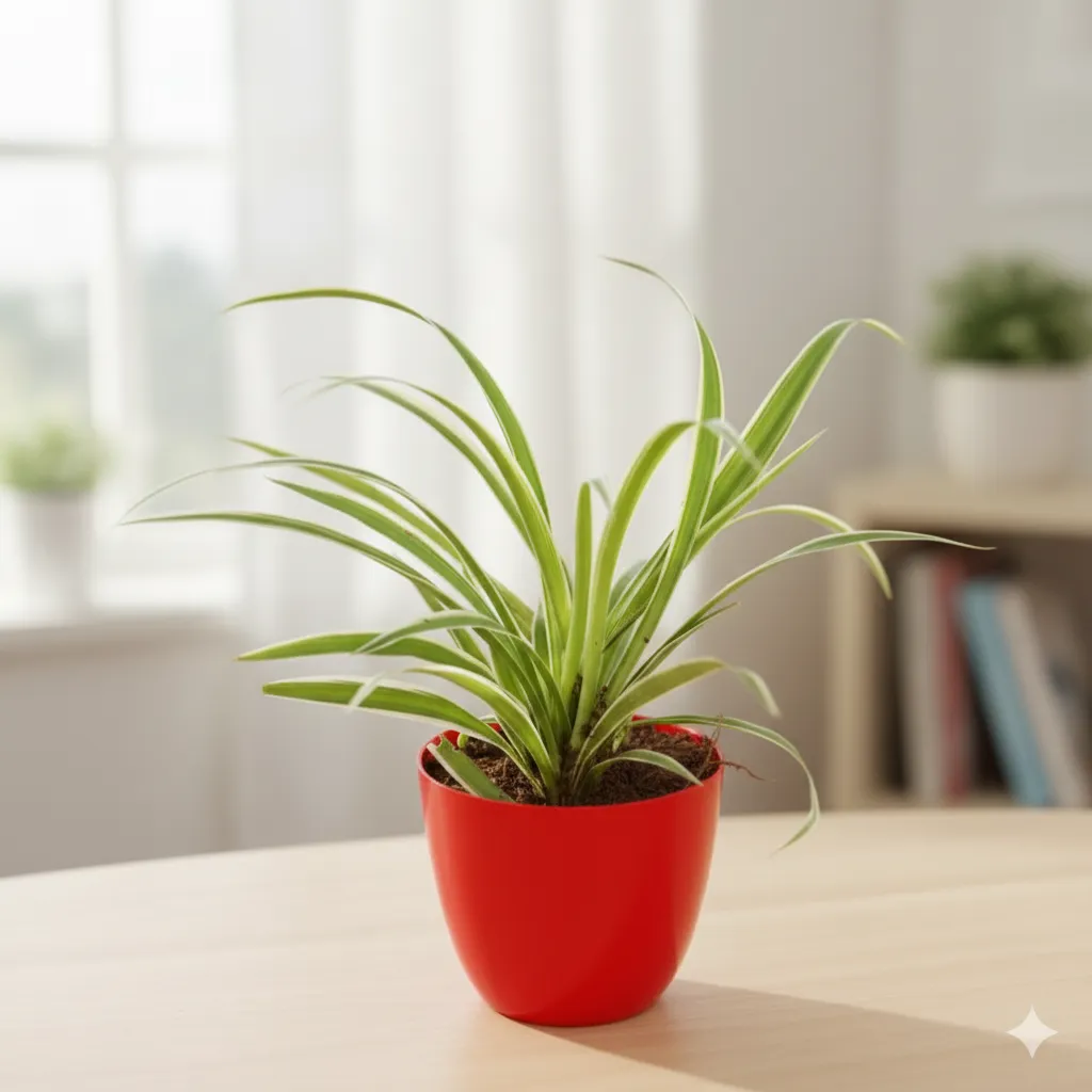 Spider in 4 Inch Red Premium Orchid Round Plastic Pot