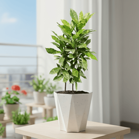 Baby Croton in 6 Inch Marble White Diamanti Plastic Pot