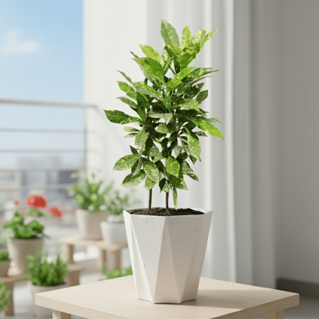 Baby Croton in 6 Inch Marble White Diamanti Plastic Pot