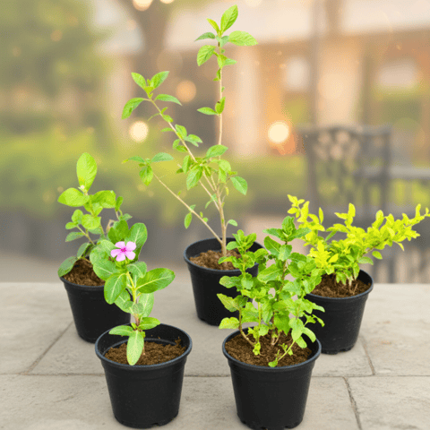 The Fragrant Indian Garden - Set of 5 - Motia / Jasmine, Hibiscus / Gudhal, Golden Duranta, Periwinkle / Sadabahar / Vinca & Mint / Pudina (Any Colour) in 6 Inch Nursery Pot