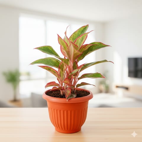 Aglaonema Lipstick in 10 Inch Terracotta Red Olive Plastic Pot