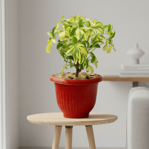 Schefflera Variegated in 8 Inch Terracotta Red Olive Plastic Pot