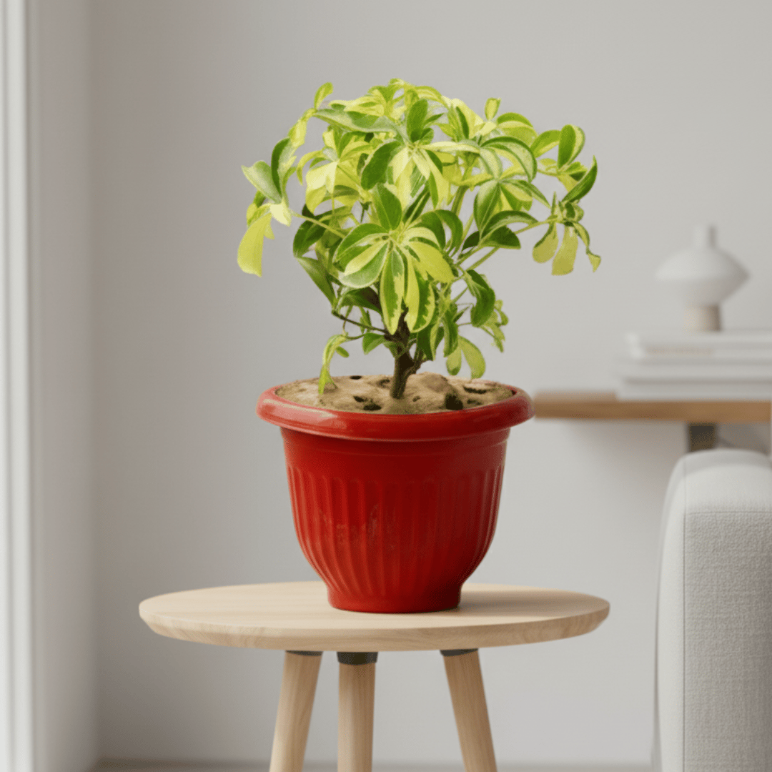 Schefflera Variegated in 8 Inch Terracotta Red Olive Plastic Pot