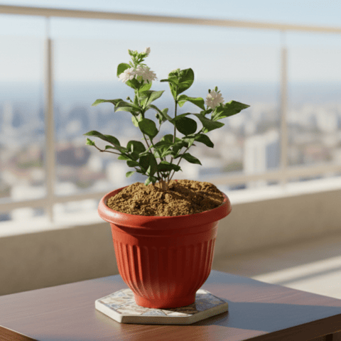 Mogra / Jasmine in 8 Inch Red Olive Plastic Pot