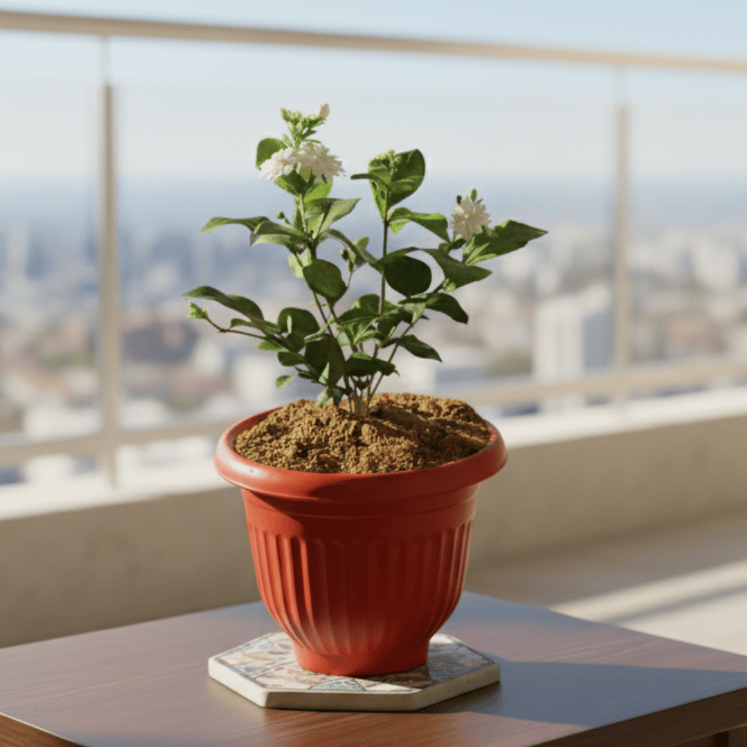 Mogra / Jasmine in 8 Inch Red Olive Plastic Pot