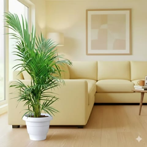 Areca palm (2.5ft) in 10 Inch Classy White Plastic Pot