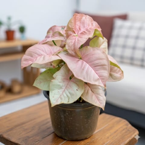 Syngonium Pink in 4 Inch Nursery Pot