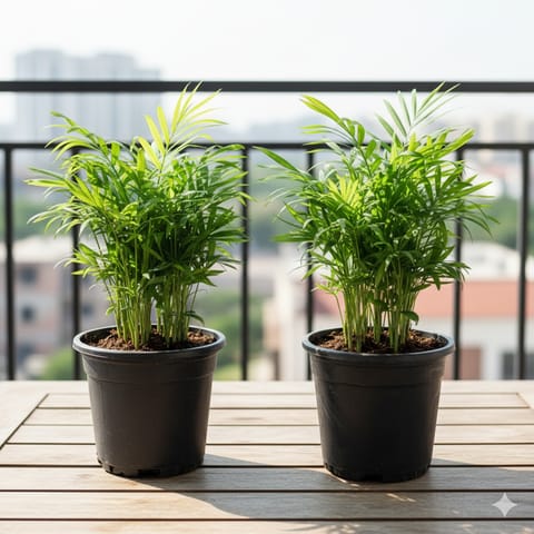 Set of 2 - Chamaedorea Palm in 6 Inch Nursery Pot