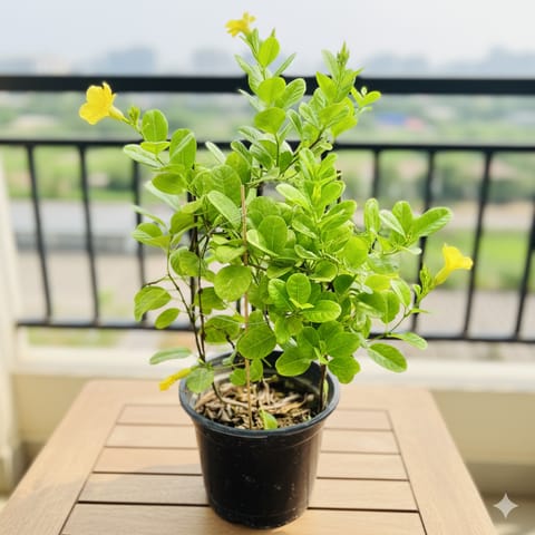 Allamanda Yellow Creeper in 10 Inch Nursery Pot