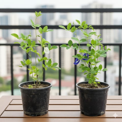 Set of 2 - Aparajita / Asian Pigeonwings (White & Blue) in 6 Inch Nursery Pot