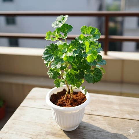 Aralia Apple leaf in 8 Inch White Olive Plastic Pot