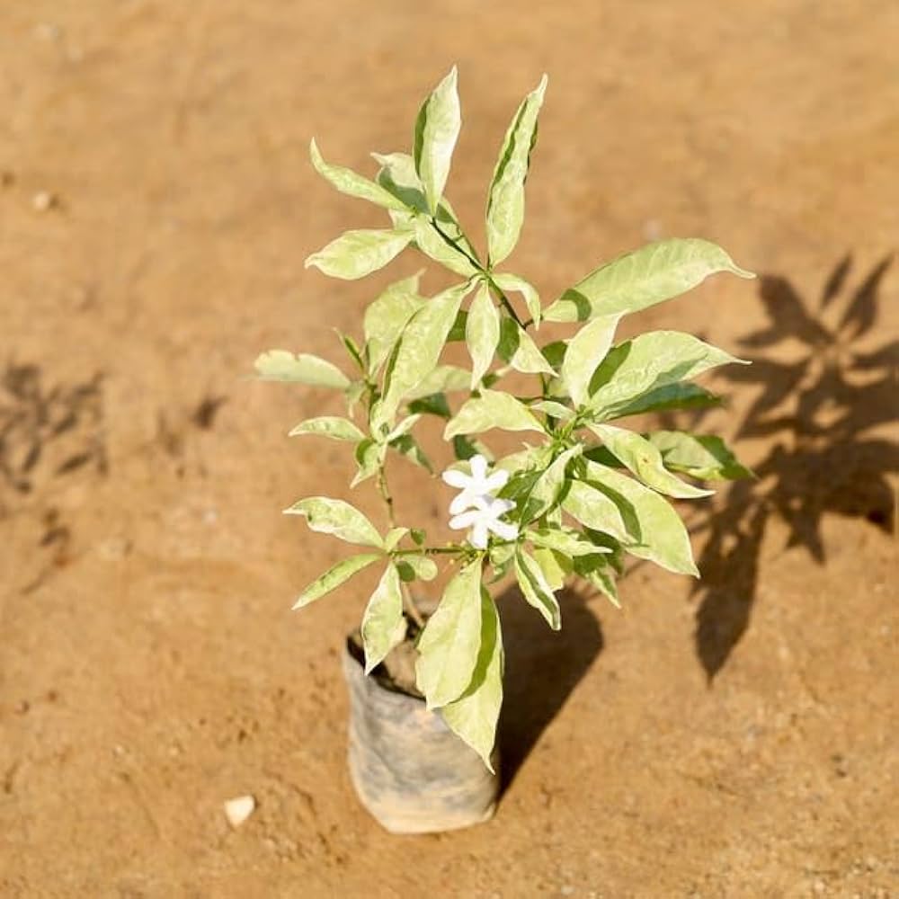 Chandni Variegated in 4 Inch Nursery Bag