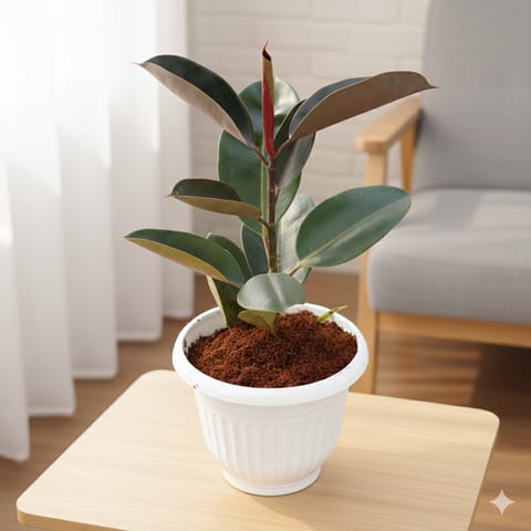 Rubber Black in 10 Inch White Olive Plastic Pot