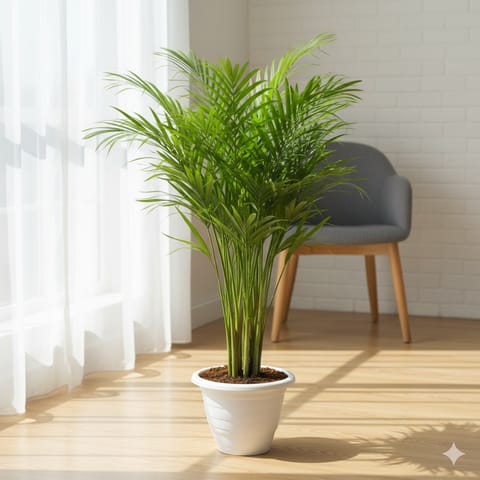 Areca Palm 3-4 ft in 10 Inch White Classy Plastic Pot