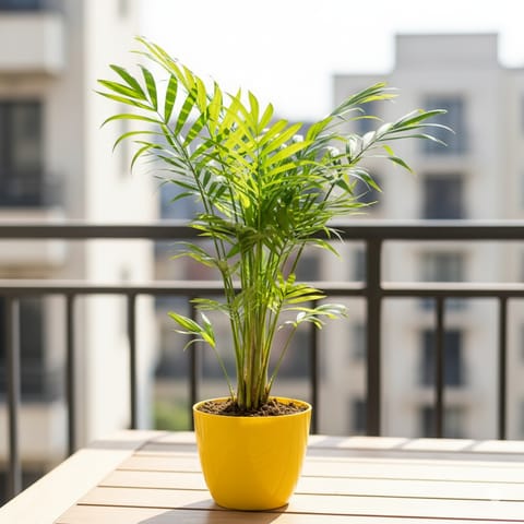 Chameadorea Palm in 4 Inch Yellow Premium Orchid Round Plastic Pot