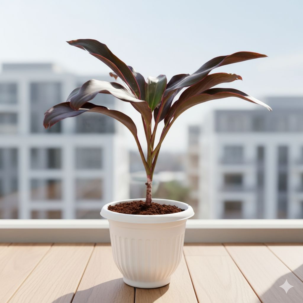Dracaena Rosea in 8 Inch White Olive Plastic Pot