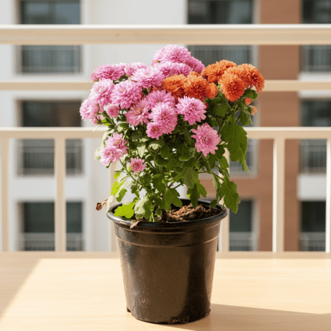 Chrysanthemum / Guldaudi (Any Colour) in 4 Inch Nursery Pot